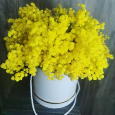 Большая коробка солнечной Мимозы